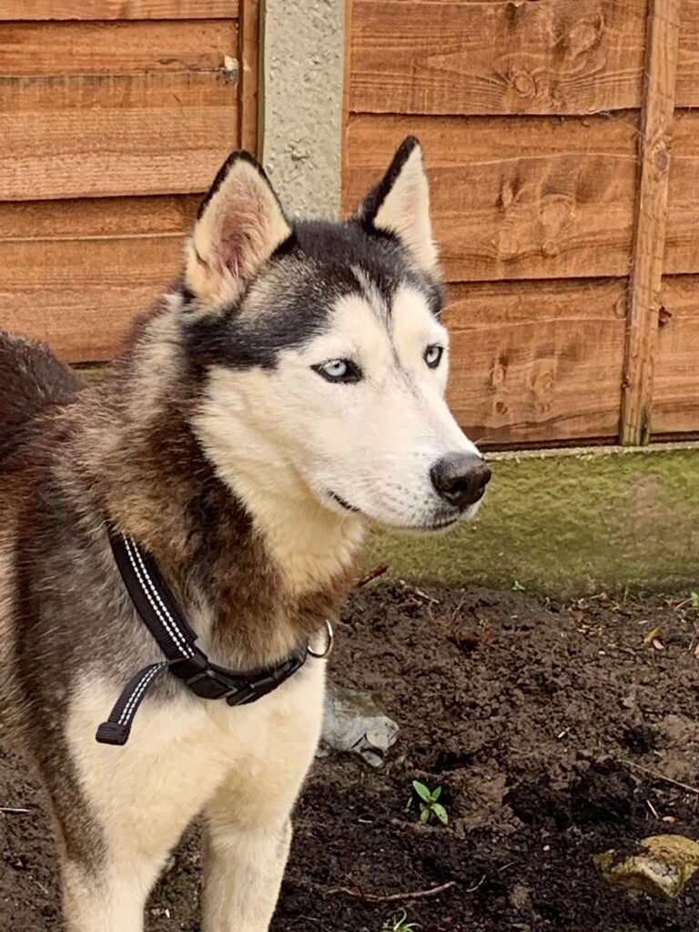 Siberian husky 2years old in Haslington, Cheshire Gumtree