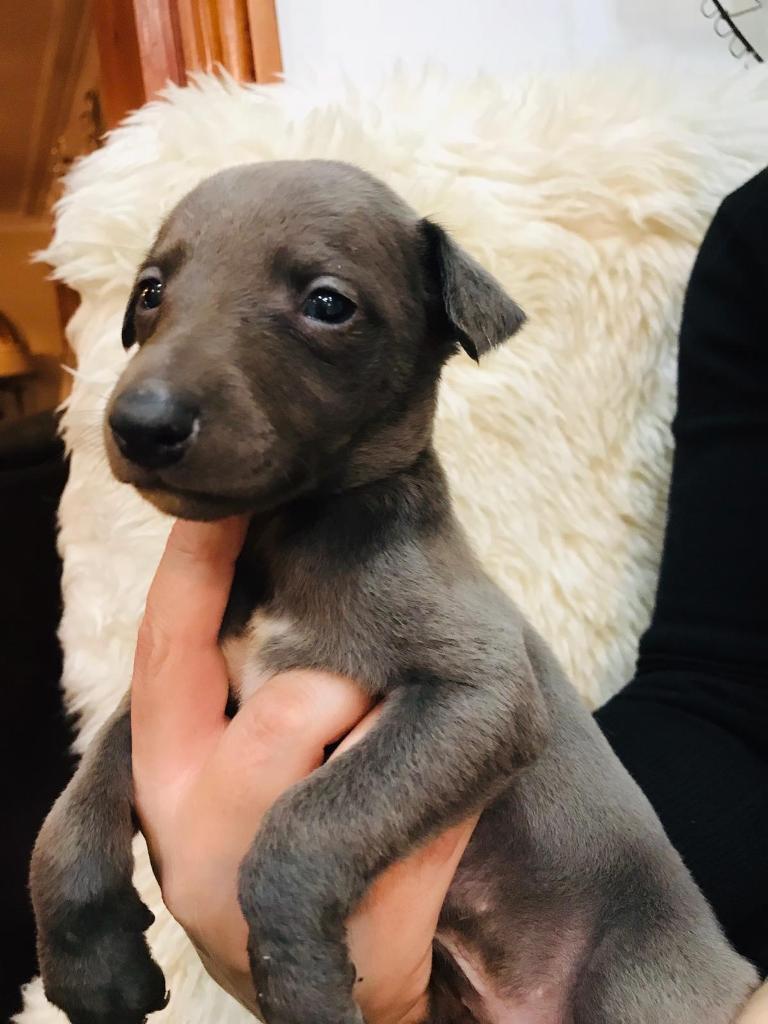 Litter of 10 KC Registered Pedigree Whippet Puppys For Sale in