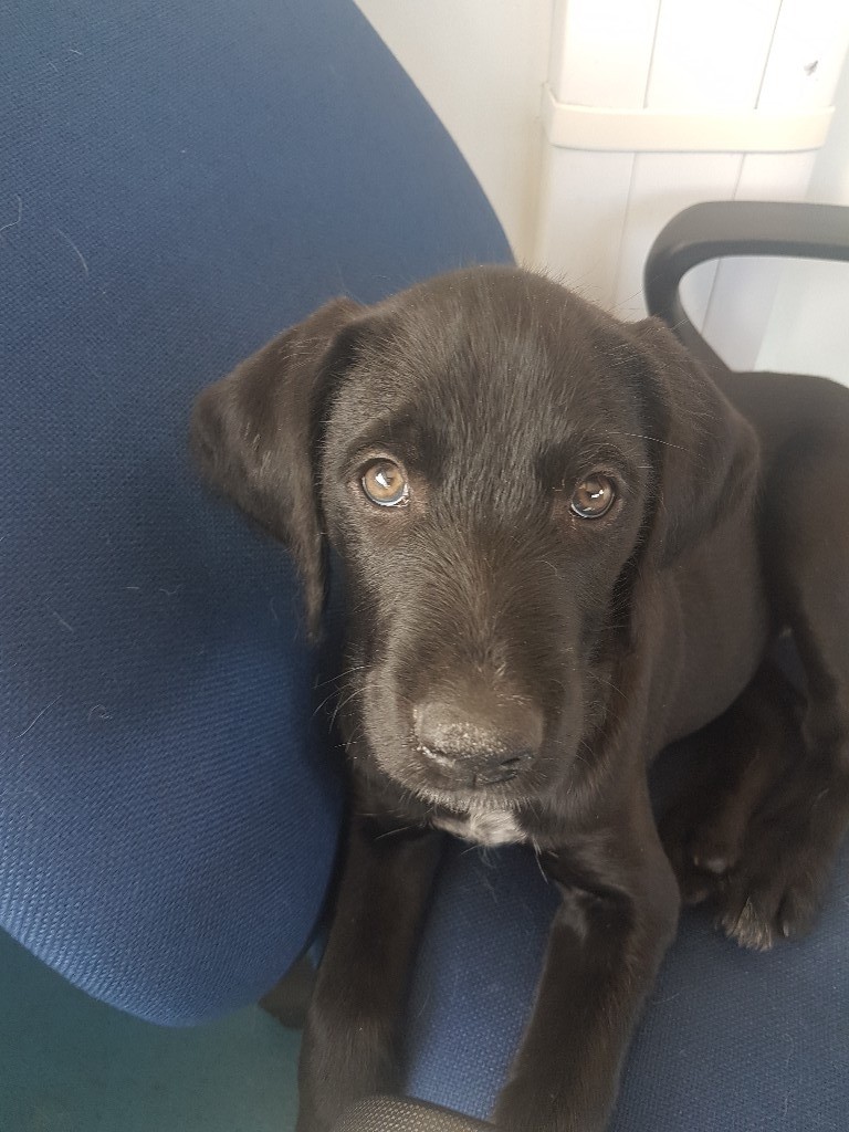 Lurcher Cross Wire Haired Pointer 9 Weeks Old In Linwood