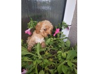 Cocker Spaniel Puppies In Stockton On Tees County Durham Gumtree