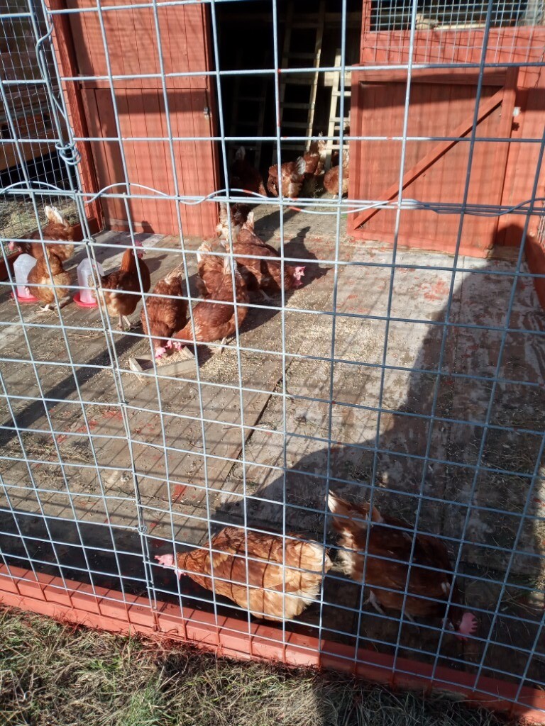chickens for sale in Southam, Warwickshire Gumtree