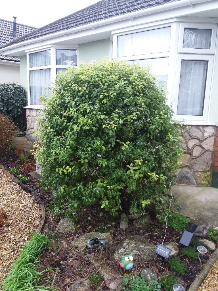 WHOLE GARDEN OF ESTABLISHED PLANTS N BUSHES MUST GO TODAY in Poole