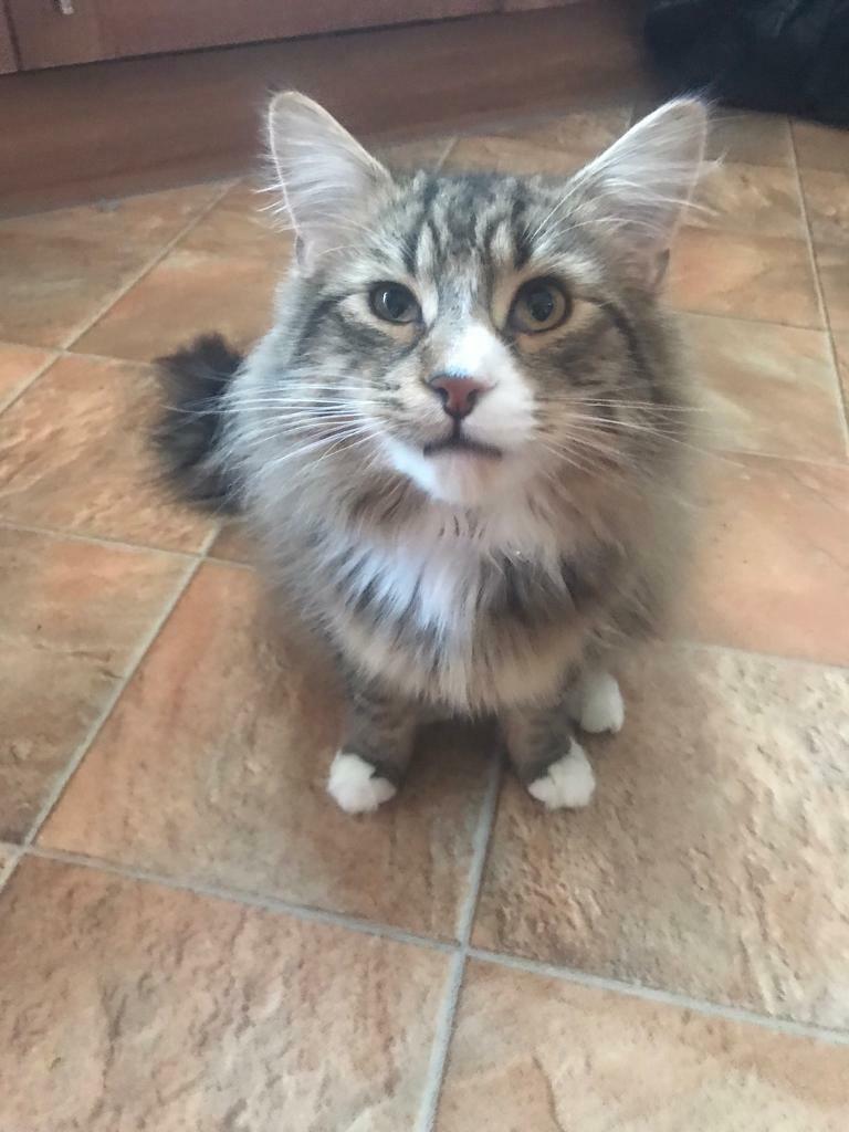 11 month old male tabby cat very fluffy in Telford, Shropshire Gumtree