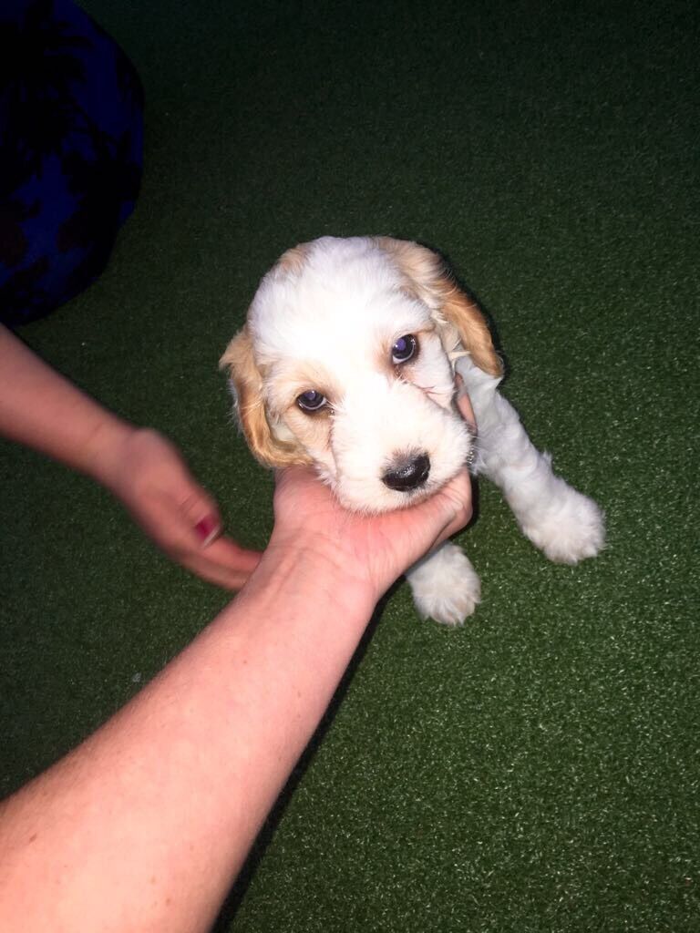 Cockerpoo Puppies Miniature Poodle X Cocker Spaniel In Newark Nottinghamshire Gumtree