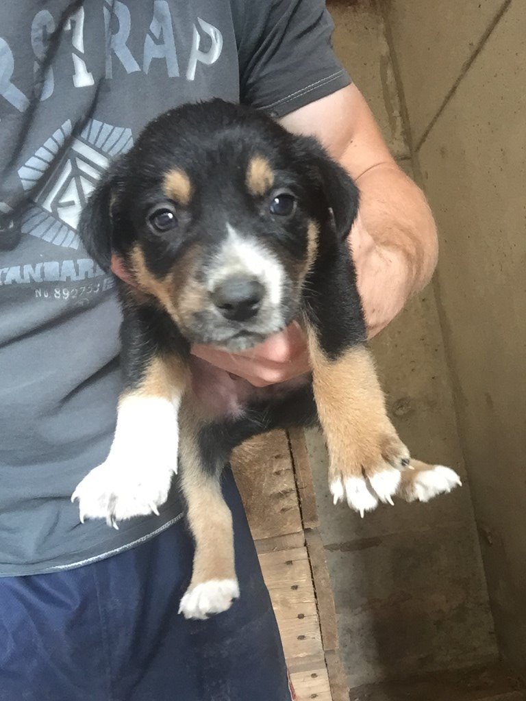Sheepdog border collie puppies for sale in Leominster, Herefordshire