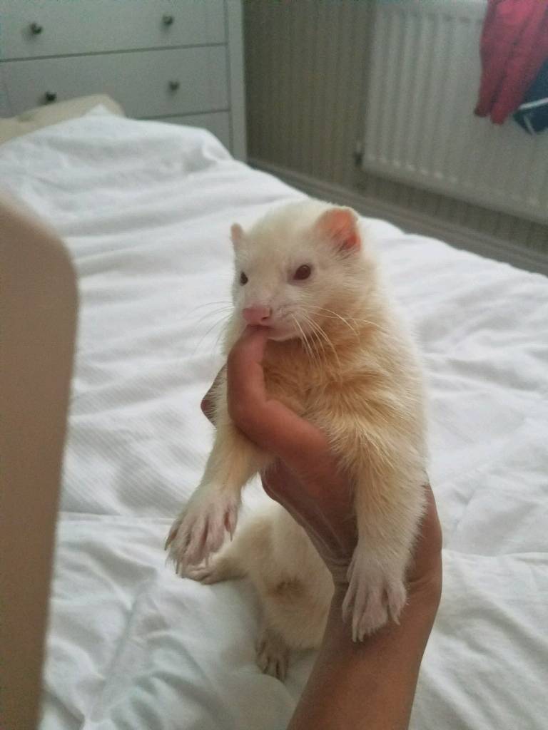 Albino ferret in Hemlington, North Yorkshire Gumtree