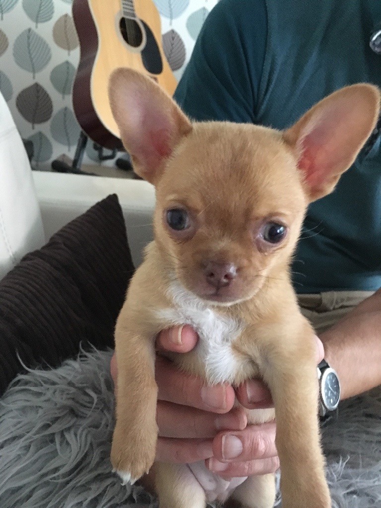 Rare Teacup Blue Eyed Applehead Chihuahua in Royton, Manchester Gumtree