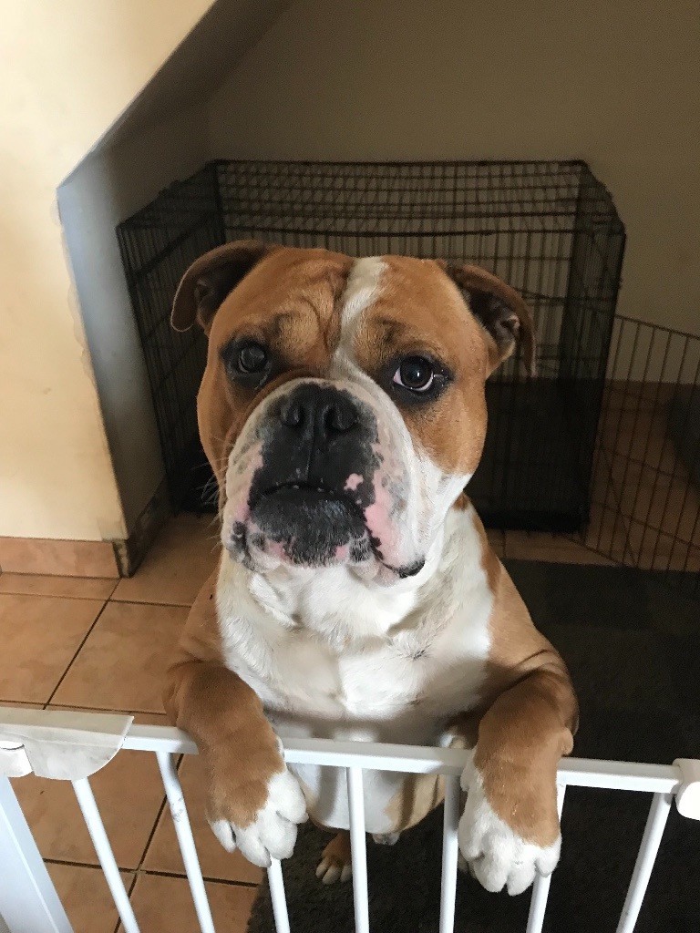 Old tyme English bulldog in Tranent, East Lothian Gumtree