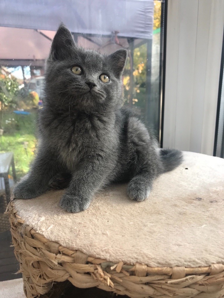 Ragdoll X British Shorthair In Derby Derbyshire Gumtree