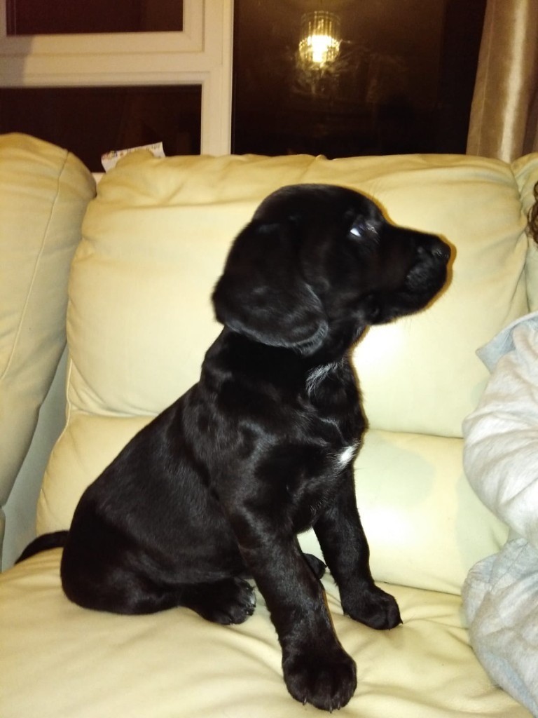 Female black Springer Spaniel Labrador mix pups in Dungannon, County