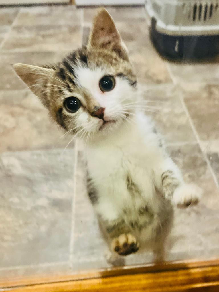 Kittens for sale in Strabane, County Tyrone Gumtree