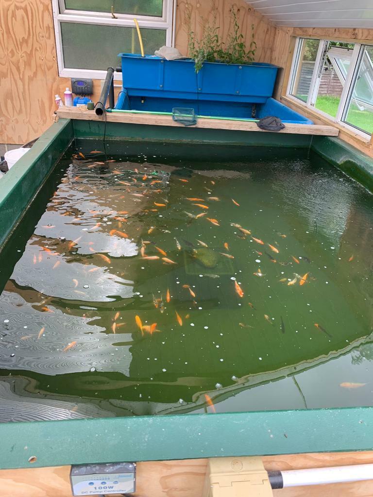 Koi 24” job lot over 150 koi in Thirsk, North Yorkshire