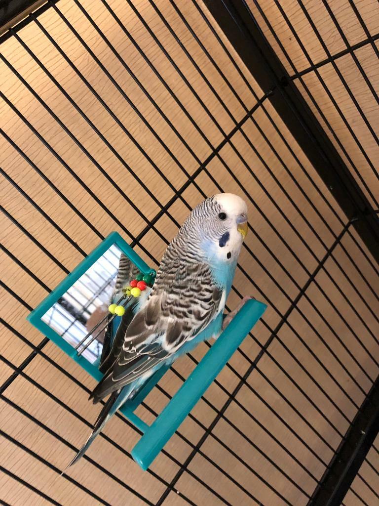 Budgie in East End, Glasgow Gumtree