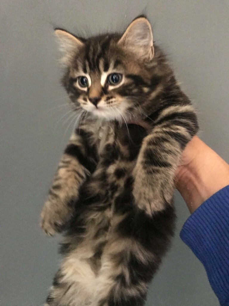 Beautiful maine coon cross kitten in Washington, Tyne and Wear Gumtree