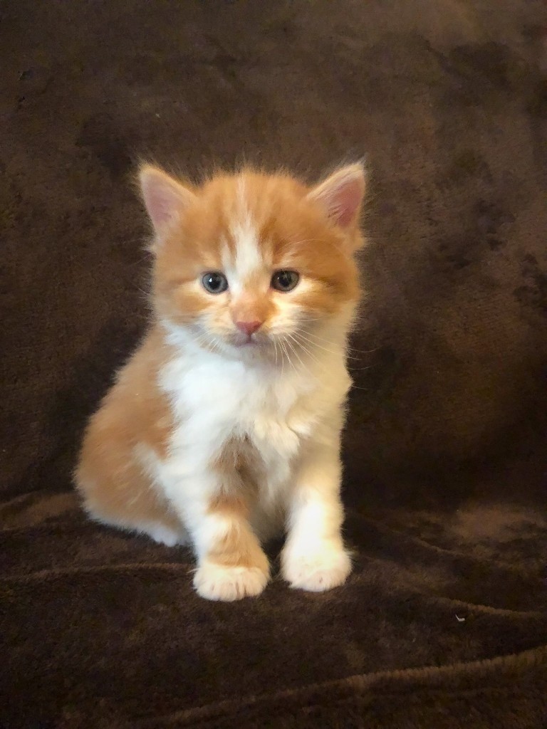 A very beautiful Fluffy very soft hair Ginger male kitten in Maida