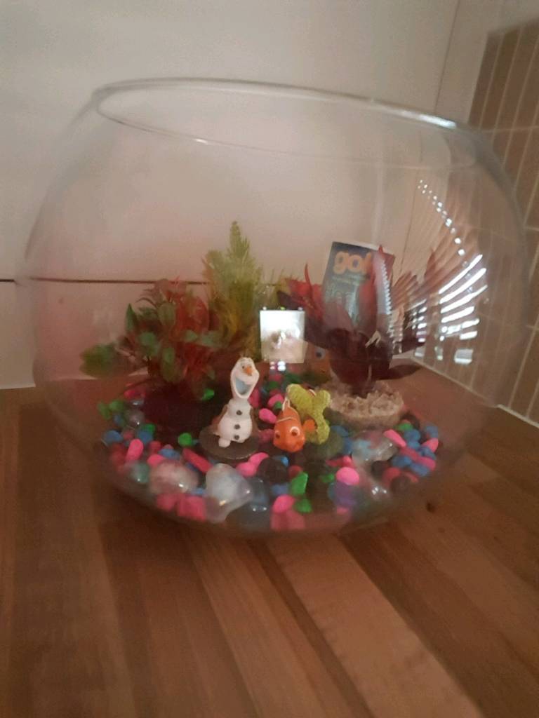 Fish bowl for sale in Coxhoe, County Durham Gumtree