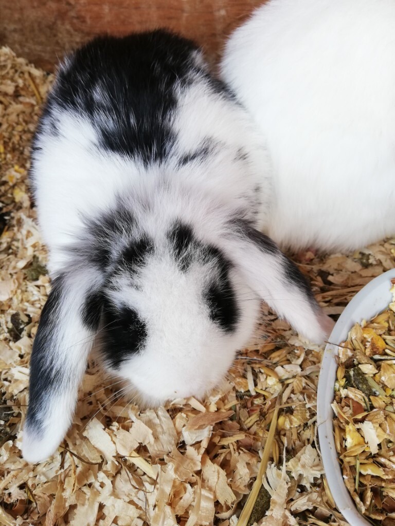 Pure bred baby min lops rabbits in Houghton Le Spring, Tyne and Wear