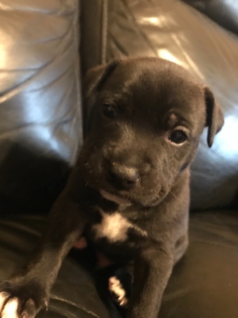 Staffordshire bull terrier boy pups for sale in StokeonTrent