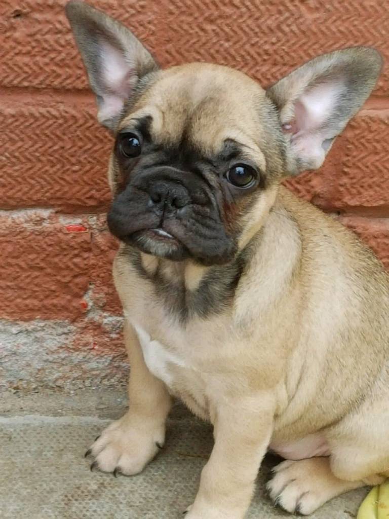 Beautiful Kc Reg 13 wk old French Bulldog | in Gabalfa, Cardiff | Gumtree
