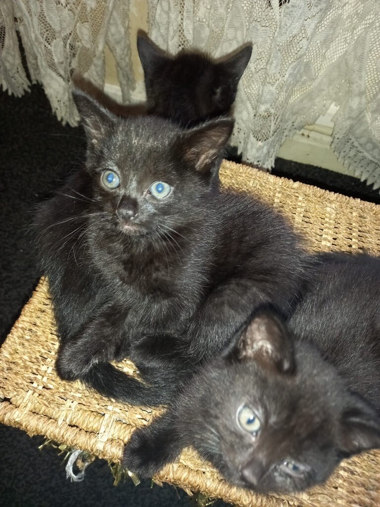 5 Black kittens for sale in Salford, Manchester Gumtree