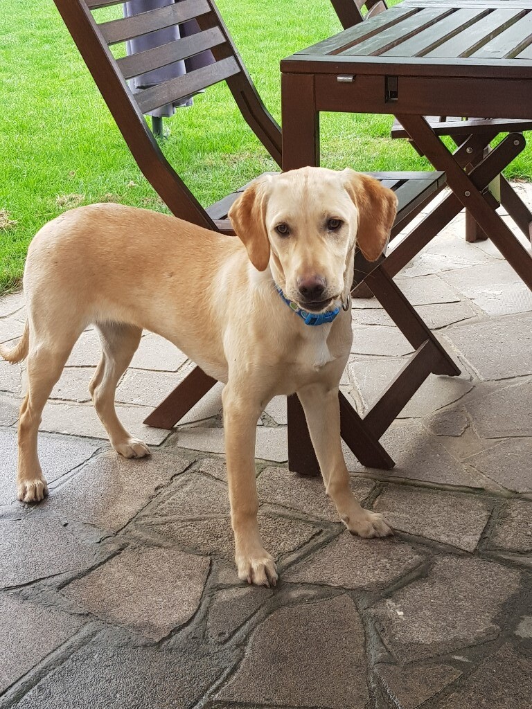 6 months yellow labrador female £500 in Dunstable, Bedfordshire Gumtree