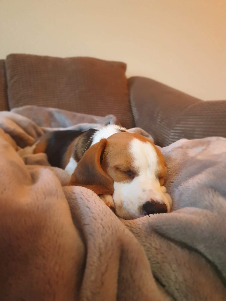 Male Beagle 12wks in Truro, Cornwall Gumtree