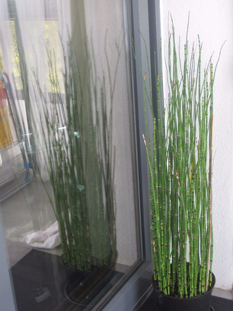 GRASS BAMBOO HORSETAIL EQUISETUM LARGE POTTED DECORATIVE
