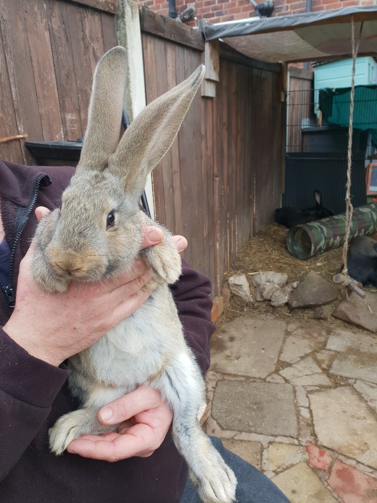 Pure breed continental giant rabbits, ready to leave now. in Ilkeston
