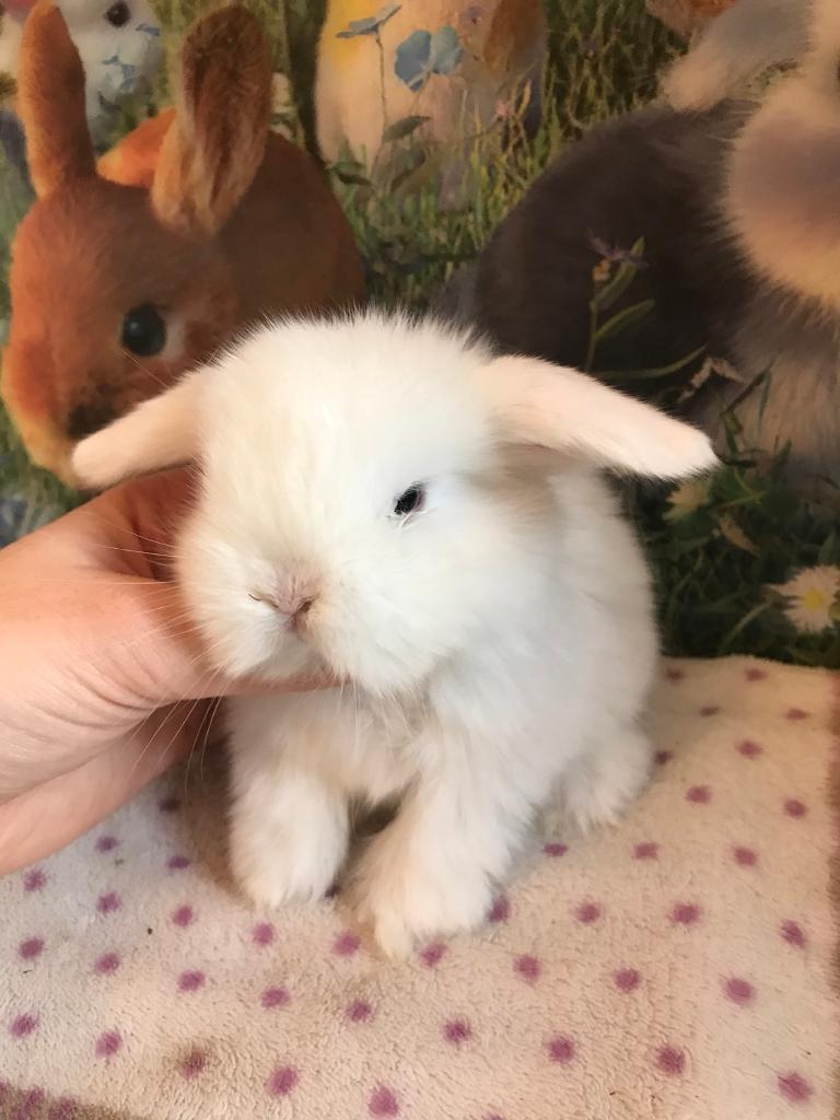 CASHMERE LOPS in Abergavenny, Monmouthshire Gumtree
