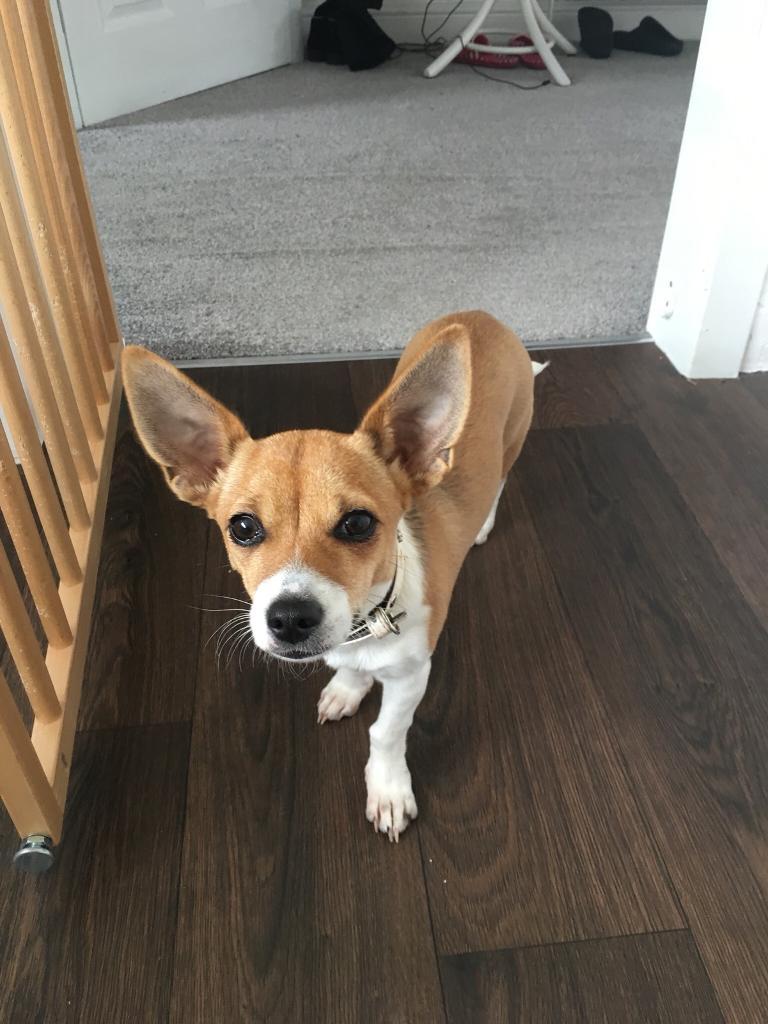 Jack Chi puppy in East Kilbride, Glasgow Gumtree