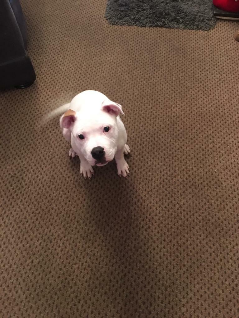 American bulldog cross staff in Seaham, County Durham Gumtree