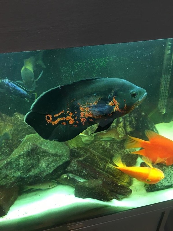 2 pair Oscar 1 bumble bee malawi and 1 ellioti cichlid