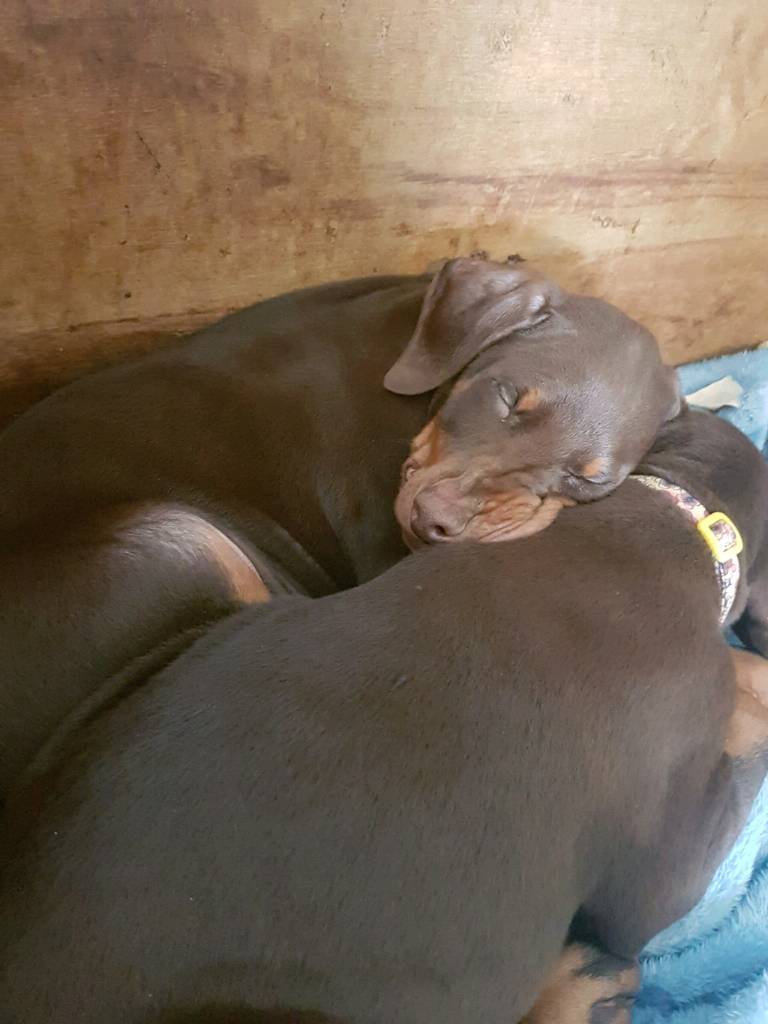 KC Doberman puppied boys left ready now in Birtley, County Durham Gumtree