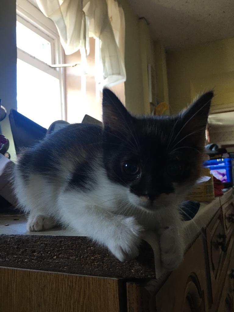 Stunning Fluffy Female Kittens For Sale in Cupar, Fife Gumtree