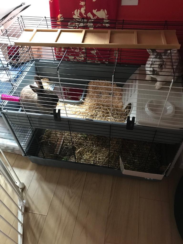 Indoor double rabbit cage in Little Hulton, Manchester Gumtree