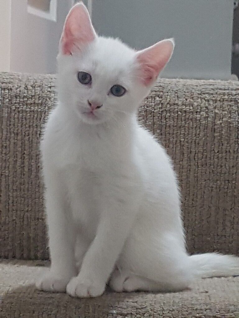 Beautiful kittens for sale/ 2 white kittens left in Thrybergh, South