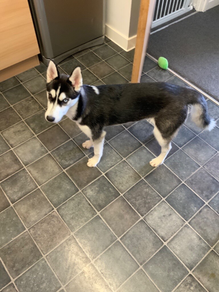 Adorable Bi Eye Dangerous Dogs Dogs Cute Animals