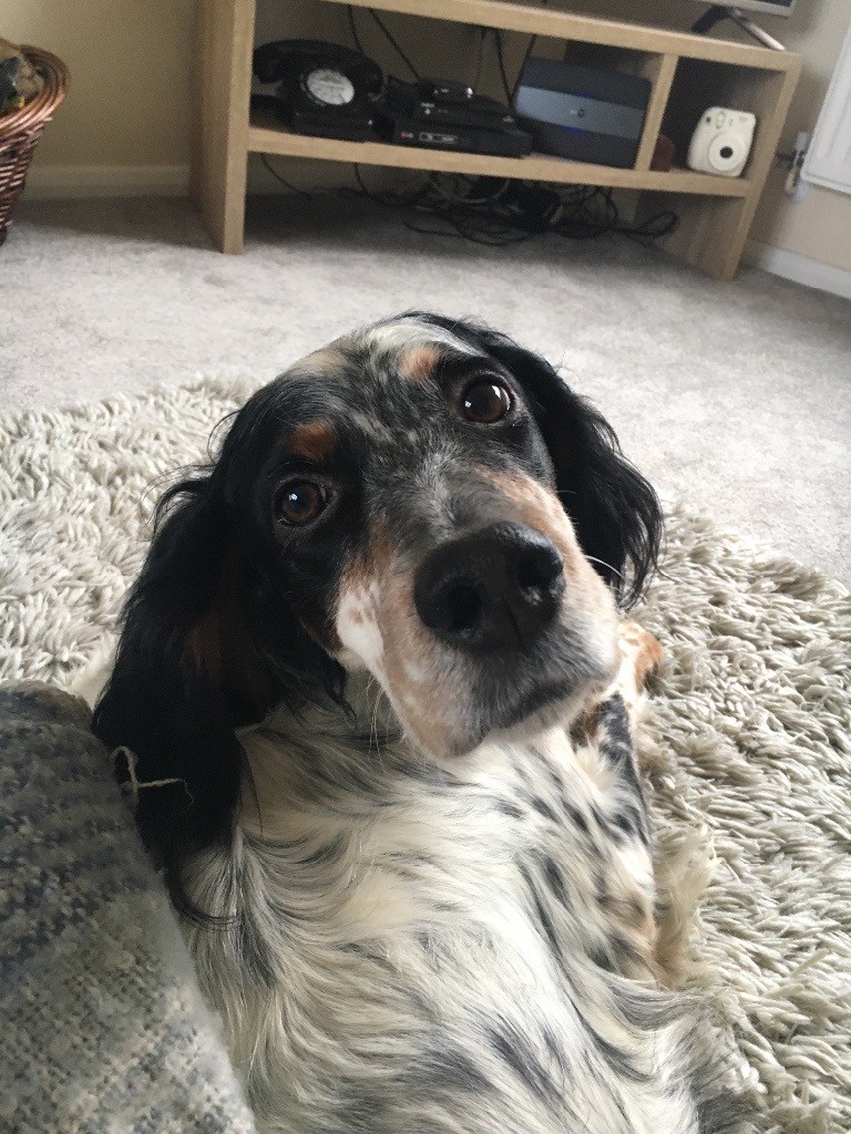 Llewellin English Setter in Tetbury, Gloucestershire Gumtree
