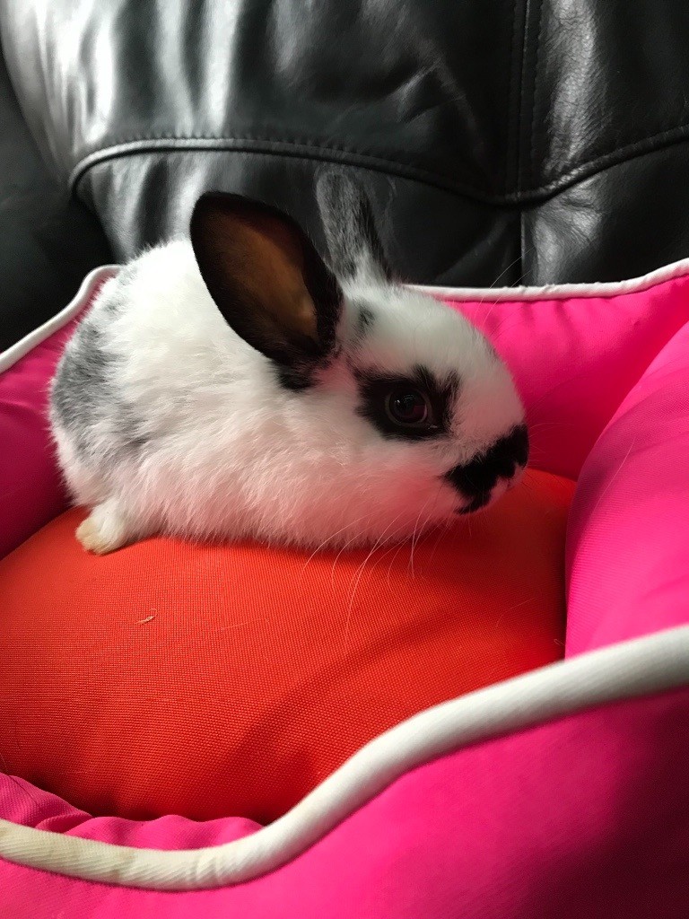Baby rabbits ready to go , 8 weeks old in Bracknell, Berkshire Gumtree