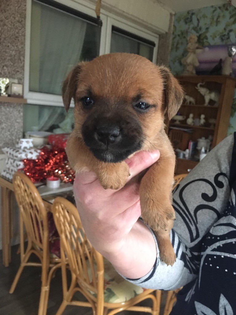 Border terrier cross border Lakeland puppies in Sheffield, South Yorkshire Gumtree