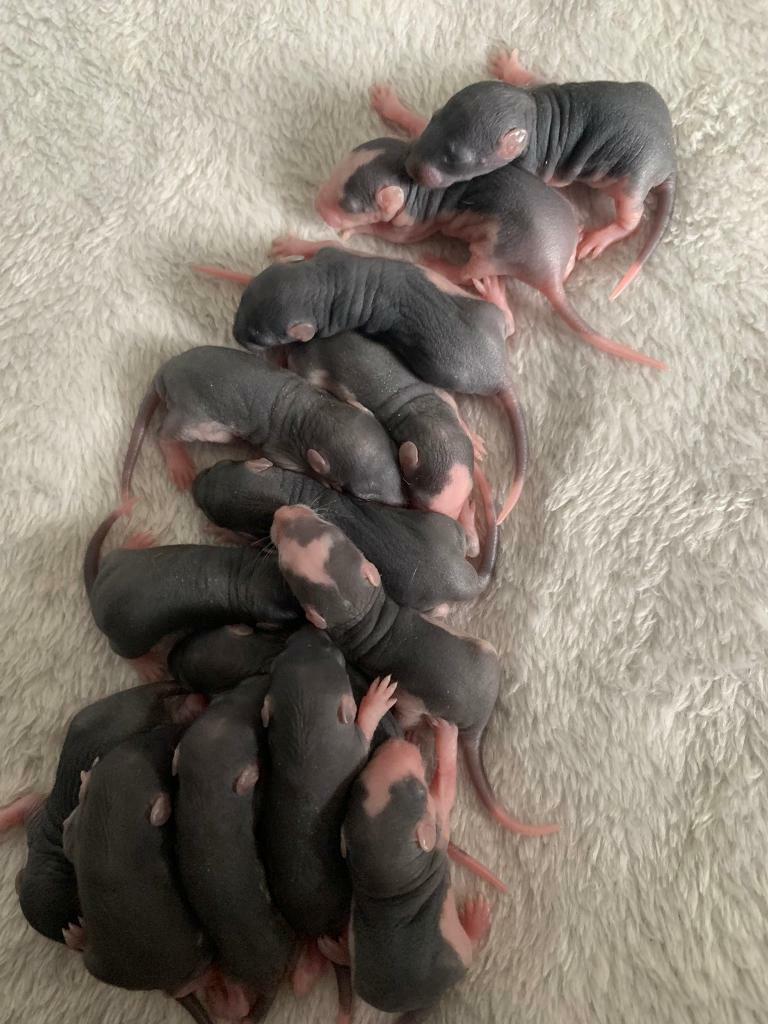 Baby rats for sale in NewcastleunderLyme