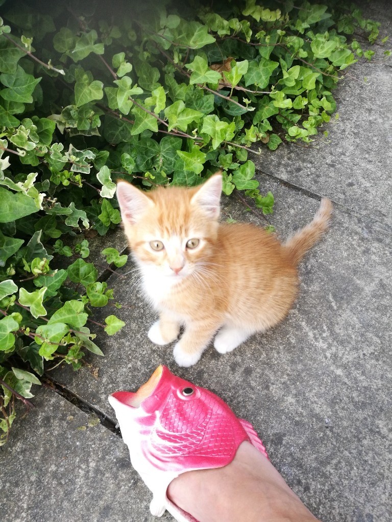 Kitten to sell | in Bracknell, Berkshire | Gumtree