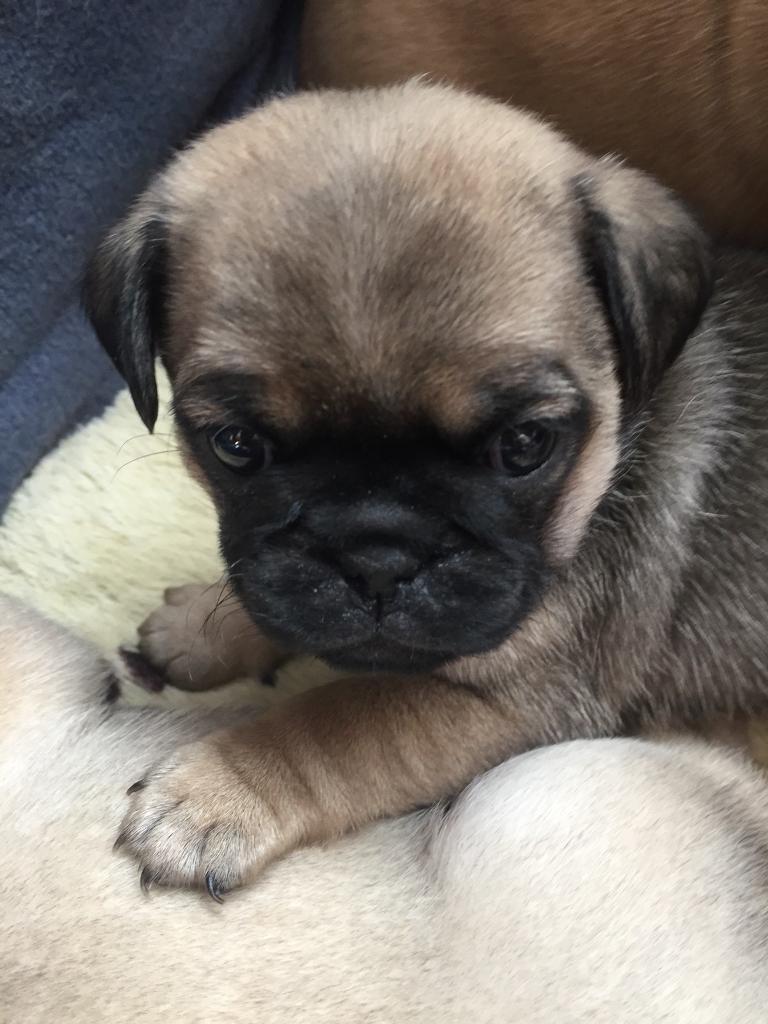 Pug cross cavalier puppies in Dawlish, Devon Gumtree
