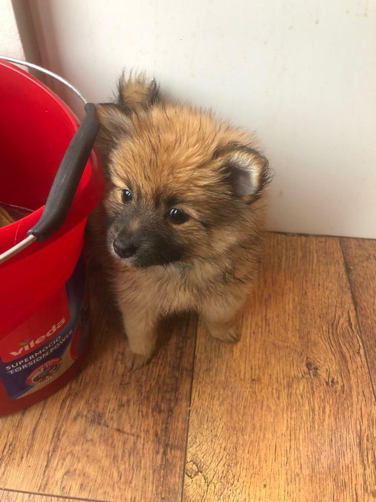 4 Pomeranian Puppy For Sale in Enfield, London Gumtree