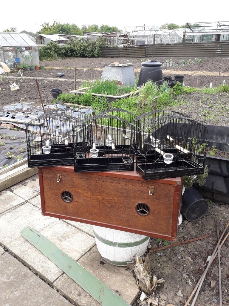 Fife/Border canary show cages. in Shildon, County Durham Gumtree