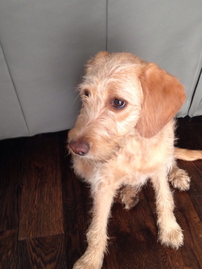Puppy labradoodle 6 months old in Glasgow Gumtree
