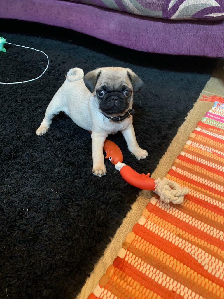 Pug Puppies in StokeonTrent, Staffordshire Gumtree