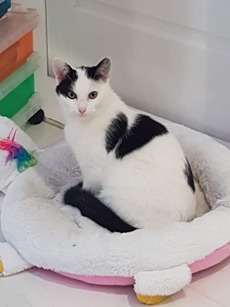 Male Cat for sale in Romford, London Gumtree