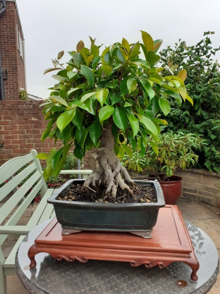 Mature Bonsai tree over 30 years old, FICUS in Hythe, Kent Gumtree