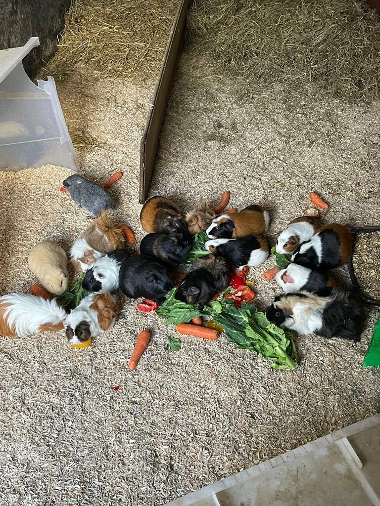 Guinea pigs for sale in Barnsley, South Yorkshire Gumtree